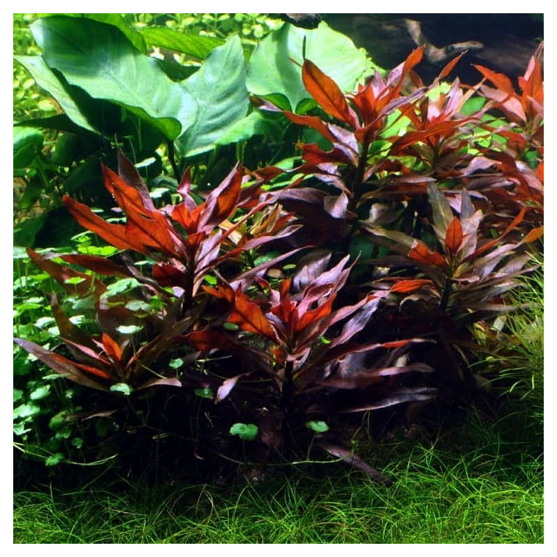 Ludwigia glandulosa