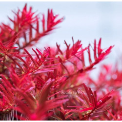 Rotala rotundifolia 'Vietnam H'ra' Rotala rotundifolia 'Vietnam H'ra'