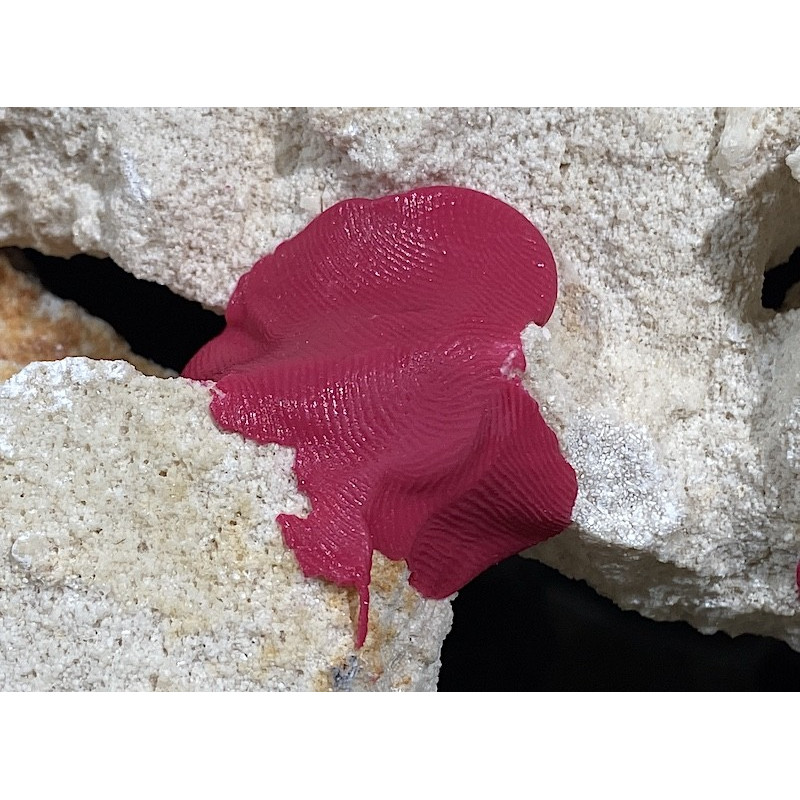 Coral Putty Epoxy - Maxspect