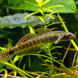 Stiphodon ornatus - Góbio Arco-íris 6cm Stiphodon ornatus - Góbio Arco-íris 6cm