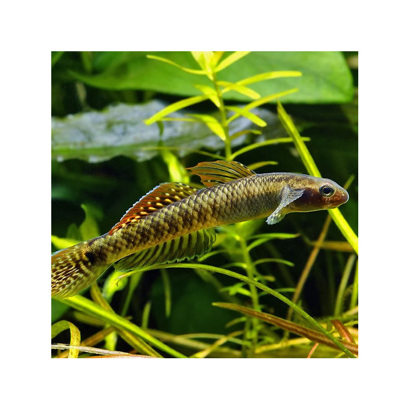 Stiphodon ornatus - Rainbow Goby