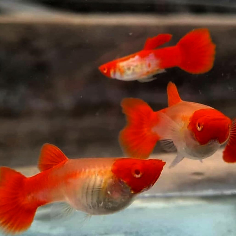 Guppy KOI Albino - Poecilia reticulata