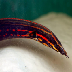 Fire Eel - Mastacembelus erythrotaenia 12-15cm Fire Eel - Mastacembelus erythrotaenia 12-15cm
