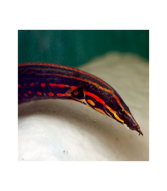 Fire Eel - Mastacembelus erythrotaenia 12-15cm