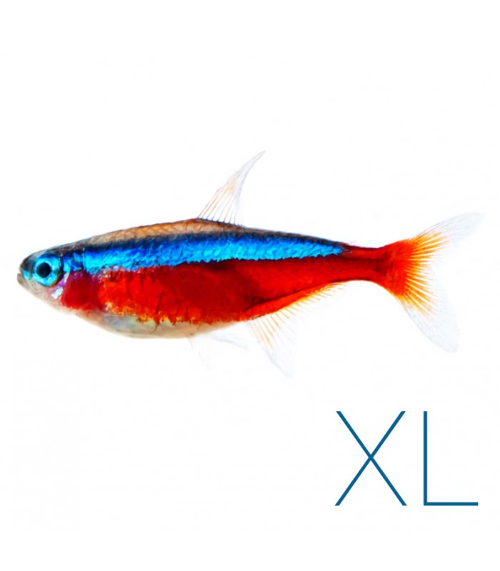 Tetra Cardinal - P. axelrodi XL