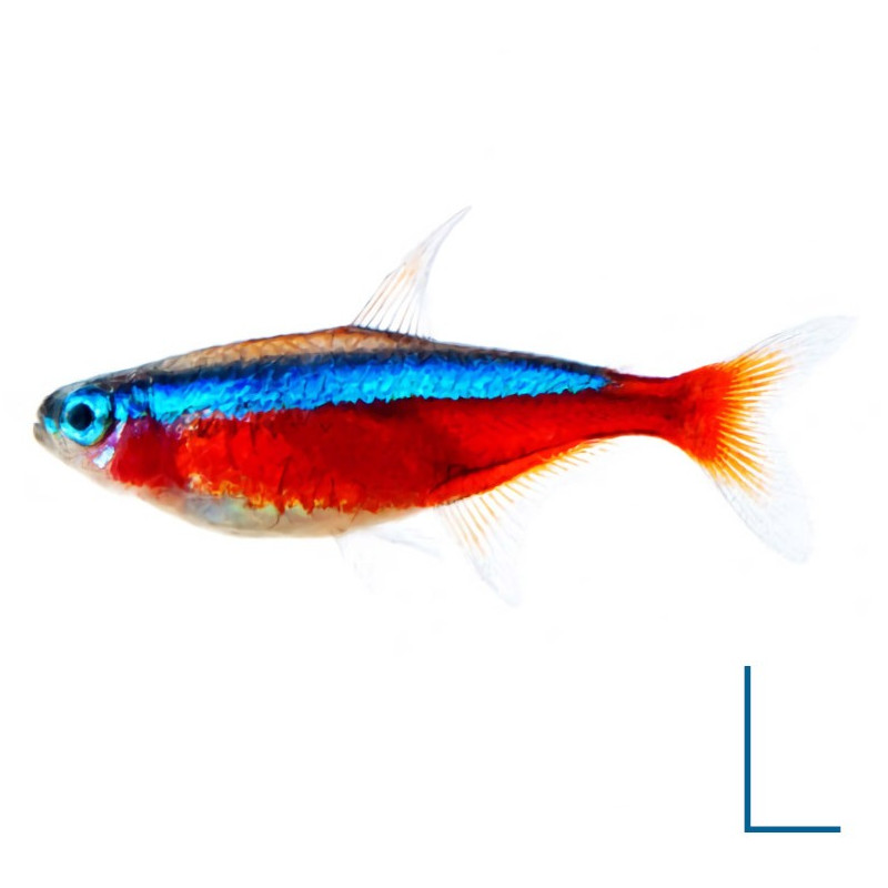 Cardenal Tetra - P. axelrodi L