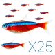 25x Tetra Cardinal - Paracheirodon axelrodi