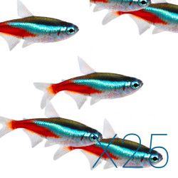 25x Neon Tetra - Paracheirodon innesi 25x Neon Tetra - Paracheirodon innesi