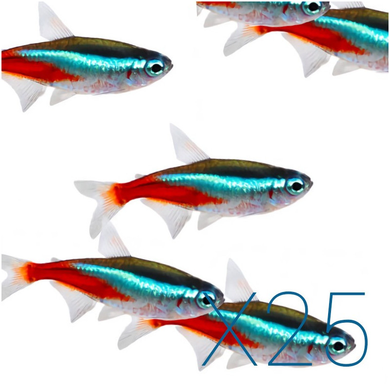 25x Tetra Néon - Paracheirodon innesi