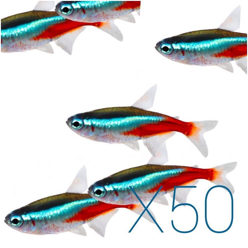 50x Tetra Néon - Paracheirodon innesi