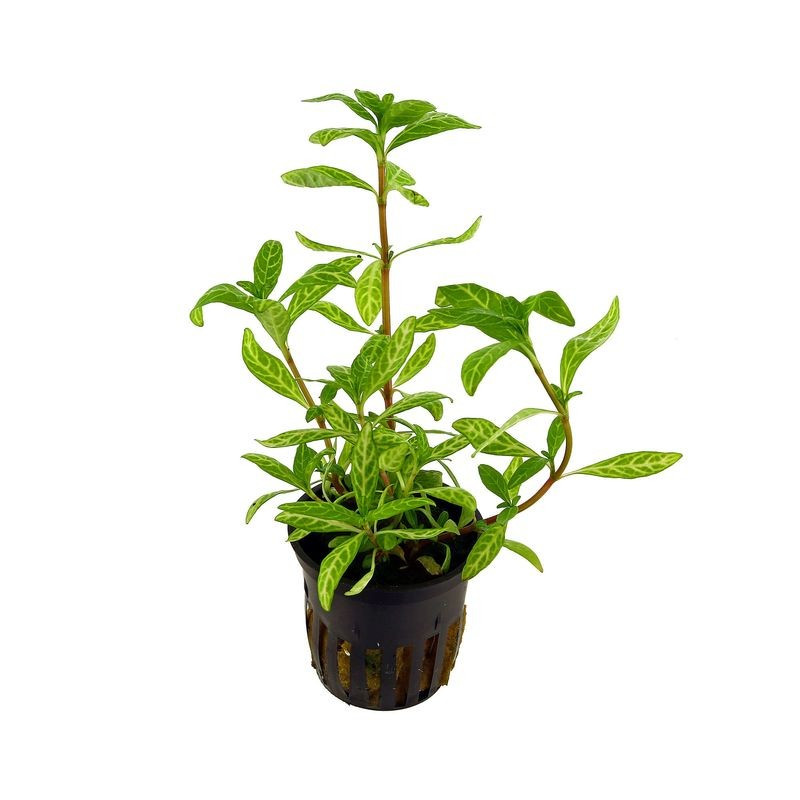 Hygrophila polysperma Rosanervig - Sunset Hygrophila