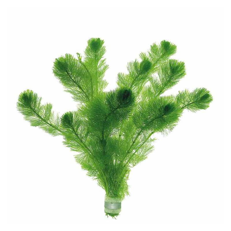 Cabomba aquatica - ring