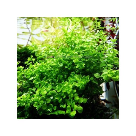 Micranthemum umbrosum