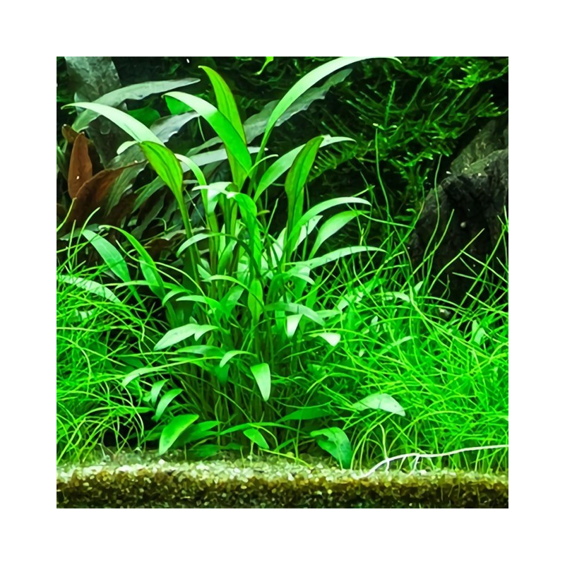 Cryptocoryne x willisii