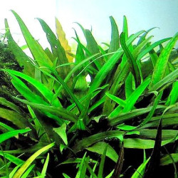 Cryptocoryne x willisii 'Lucens' Cryptocoryne x willisii 'Lucens'