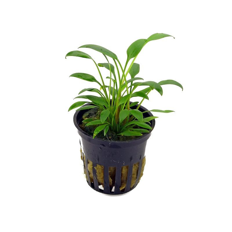 Cryptocoryne x willisii 'Lucens'