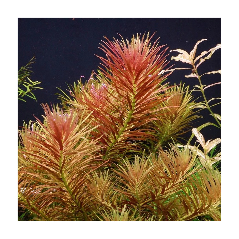 Limnophila Aromatica - Ring