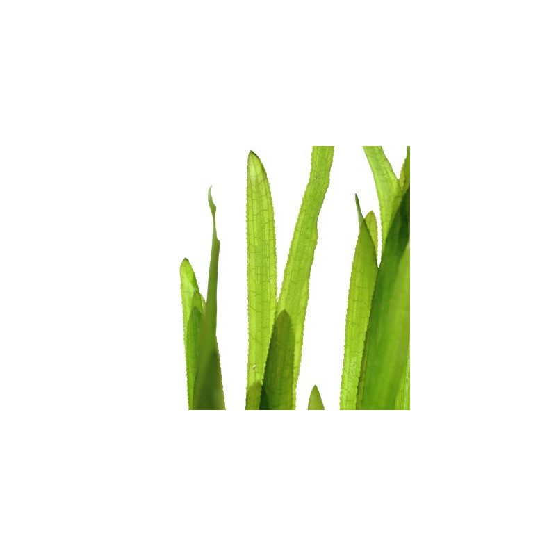 Vallisneria americana 'Natans'