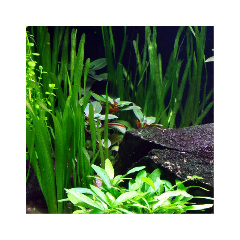 Vallisneria americana Natans