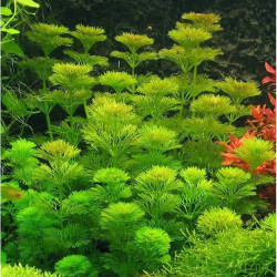 Limnophila sessiliflora Limnophila sessiliflora