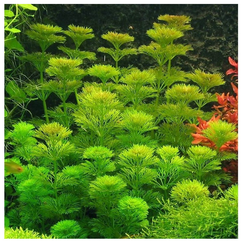 Limnophila sessiliflora Limnophila sessiliflora