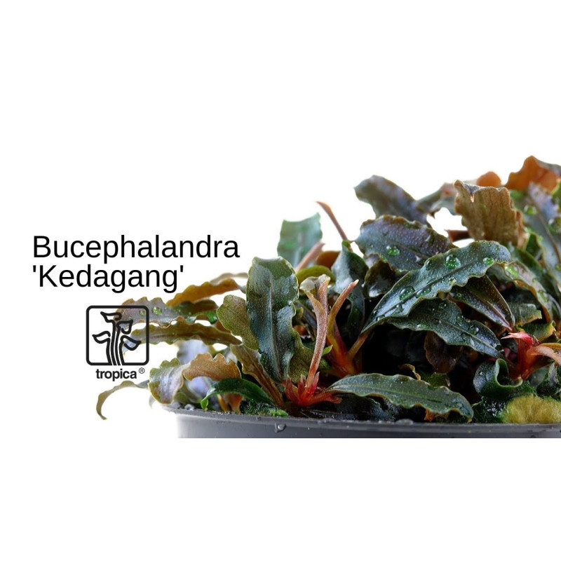 Bucephalandra sp. Kedagang - Tropica