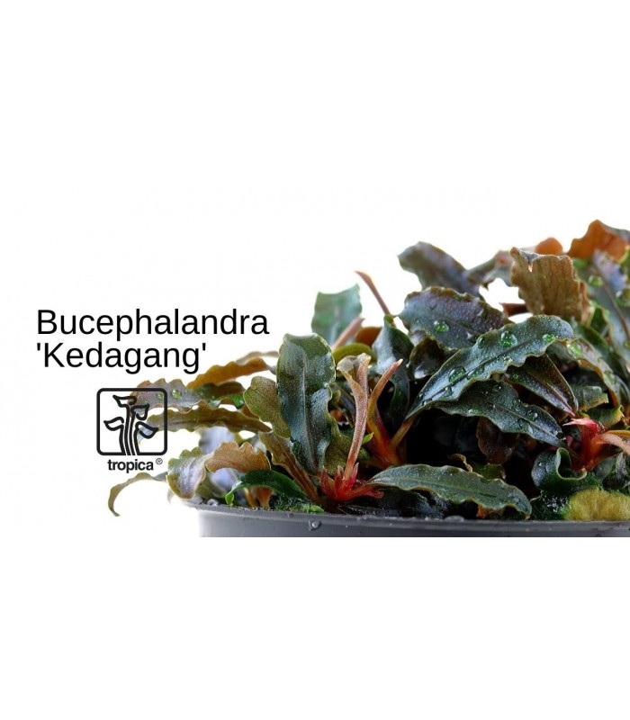Bucephalandra sp. Kedagang - Tropica