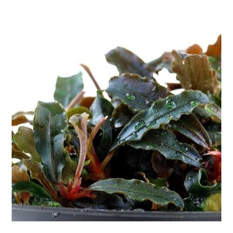 Bucephalandra sp. Kedagang - Tropica