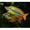 Melanotaenia herbertaxelrodi