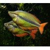 Melanotaenia herbertaxelrodi