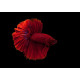 Betta Super Delta - Betta splendens