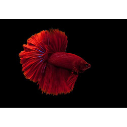 Betta Super Delta - Betta splendens Betta Super Delta - Betta splendens
