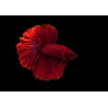 Betta Half Moon WYSIWYG
