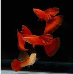 P. reticulata, Guppy Full Red Albino (Parejas) P. reticulata, Guppy Full Red Albino (Parejas)