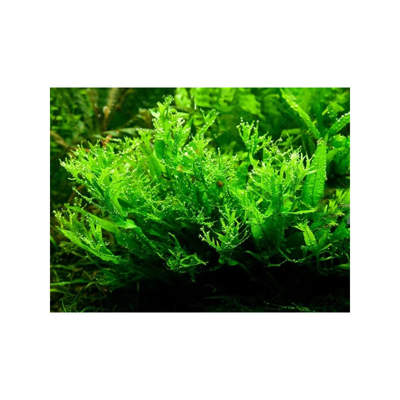 Microsorum Pteropus Windelov