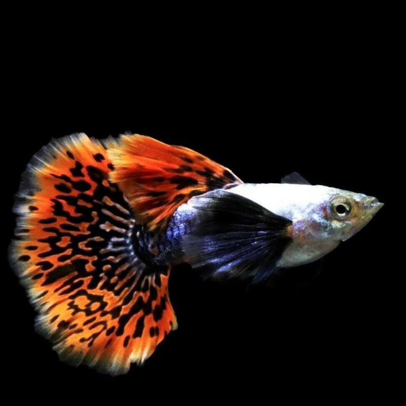 Guppy Dumbo Platinum Red Mosaic - Poecilia reticulata