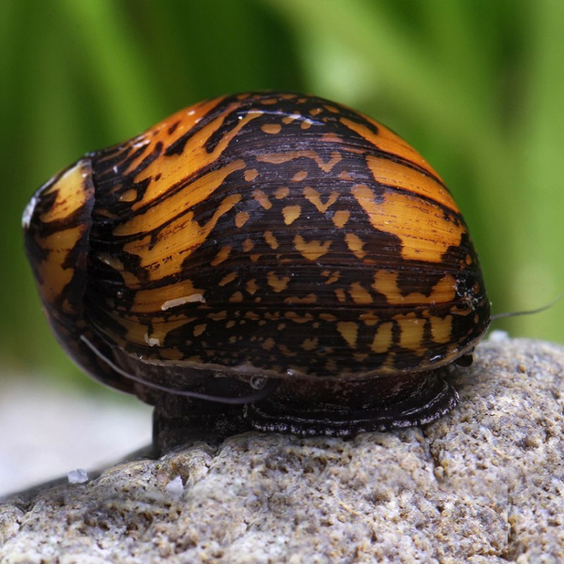 Neritina cf. Variegata - Nerita Batik