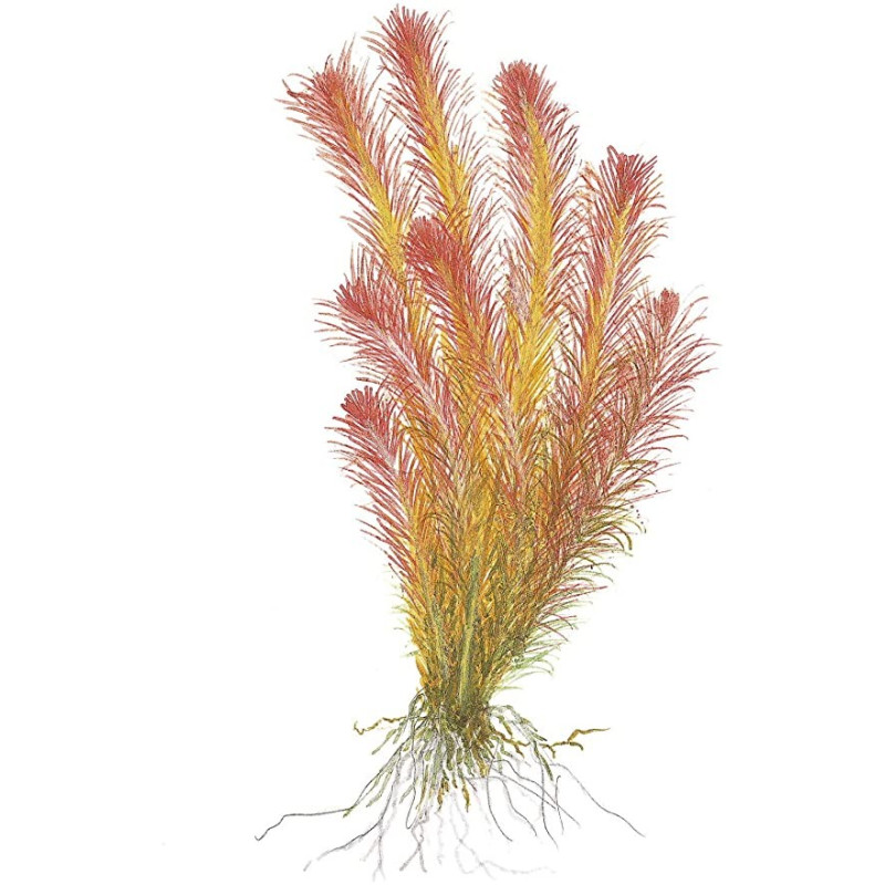 Rotala Wallichii Rotala Wallichii
