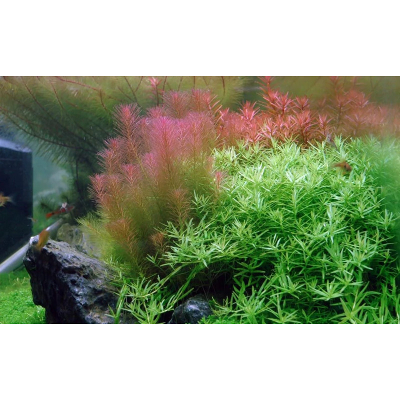 Rotala Wallichii Rotala Wallichii