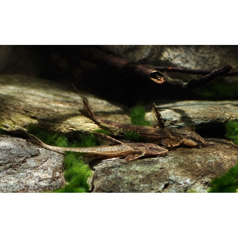 Rineloricaria lanceolata Rineloricaria lanceolata