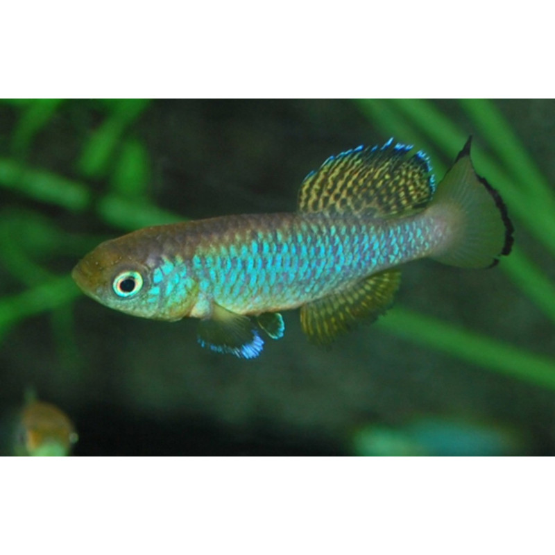 Nothobranchius guentheri Blue