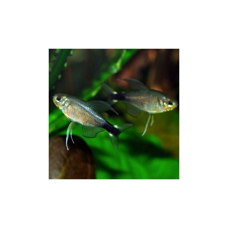 Tetra Kaiser 1.5-2cm - Hyphessobrycon elachys