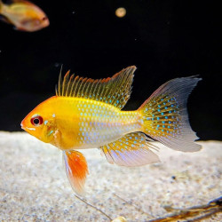 Golden Ramirezi - Mikrogeophagus ramirezi Golden Ramirezi - Mikrogeophagus ramirezi