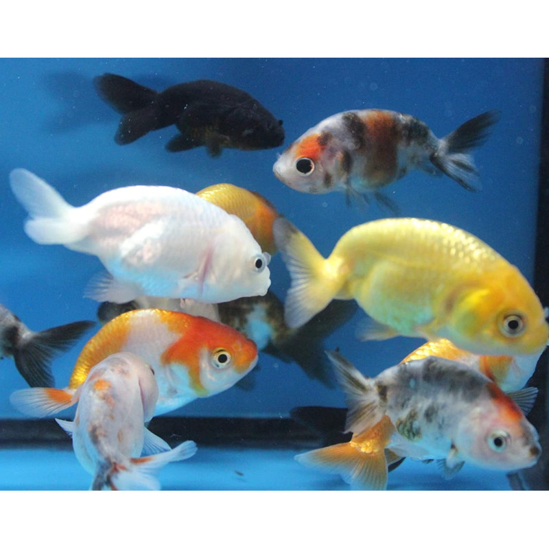 Carassius Auratus - Ranchu Sortido 5-6cm