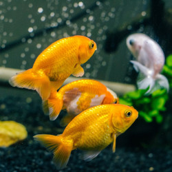 Carassius Auratus - Ranchu Red & White 3-4cm Carassius Auratus - Ranchu Red & White 3-4cm