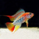 Apistogramma viejita II
