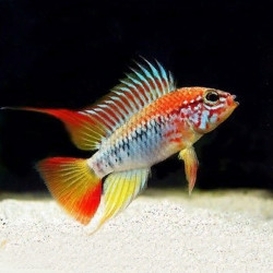 Apistogramma viejita II Apistogramma viejita II