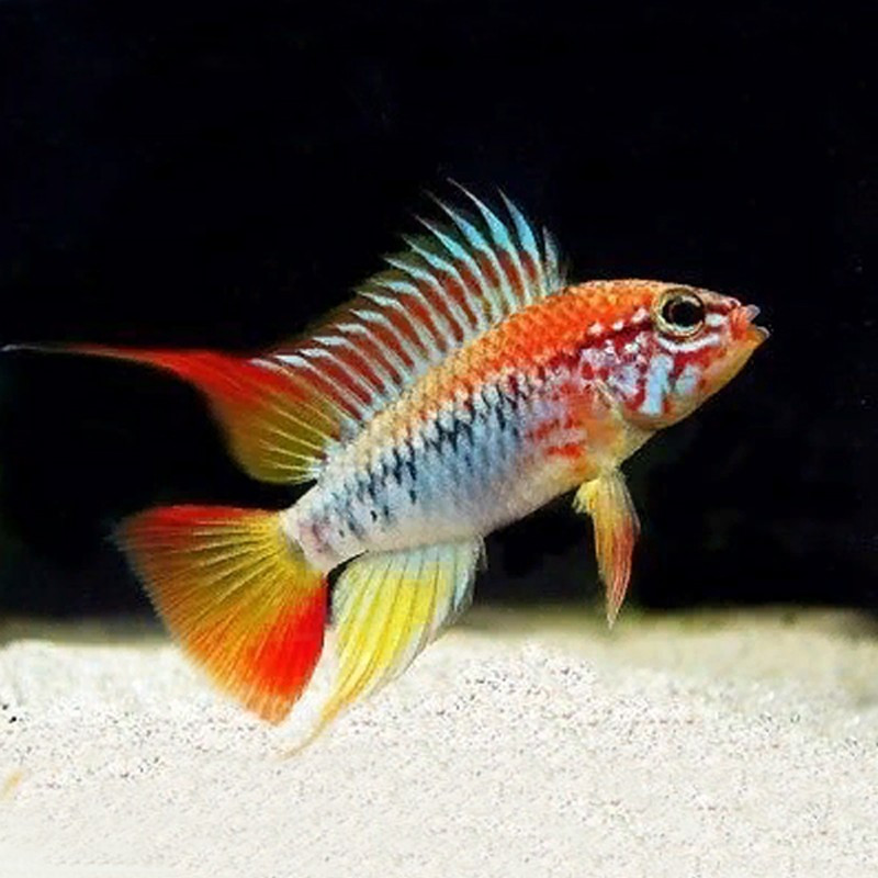 Apistogramma viejita II