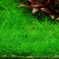 Eleocharis acicularis 'Mini' Eleocharis acicularis 'Mini'