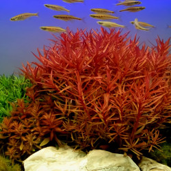 Nesaea crassicaulis Nesaea crassicaulis